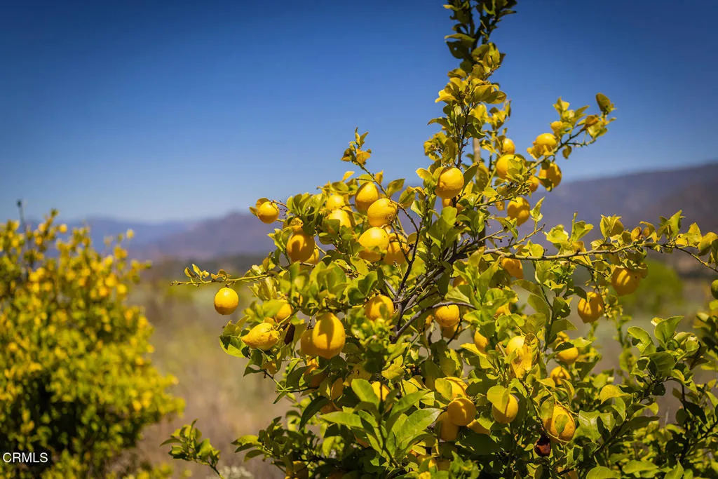 S8C_122400 Ojai Santa Paula Rd_011