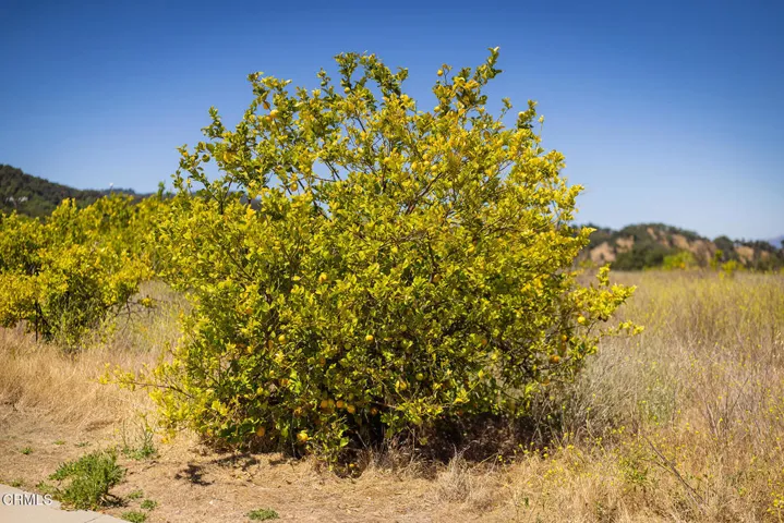 S8C_122400 Ojai Santa Paula Rd_007