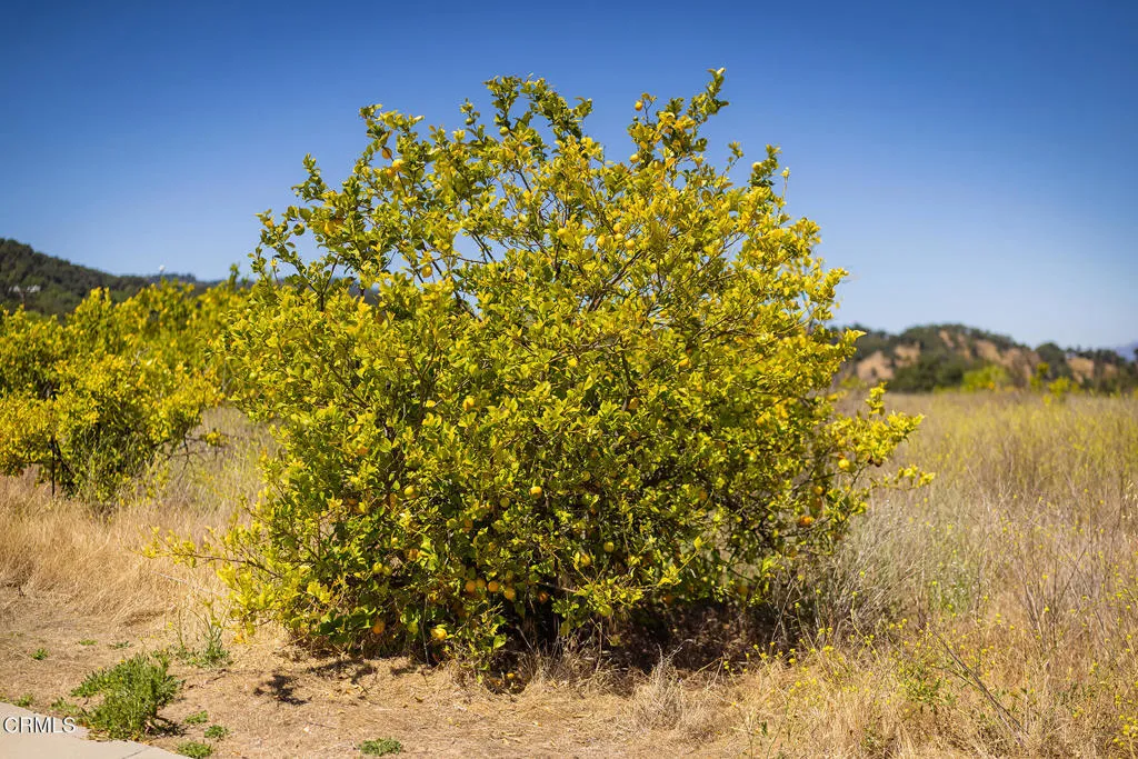 S8C_122400 Ojai Santa Paula Rd_007