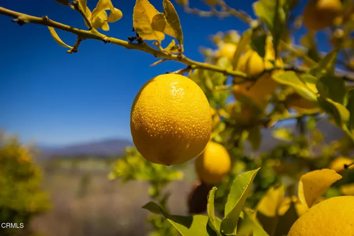 S8C_122400 Ojai Santa Paula Rd_012