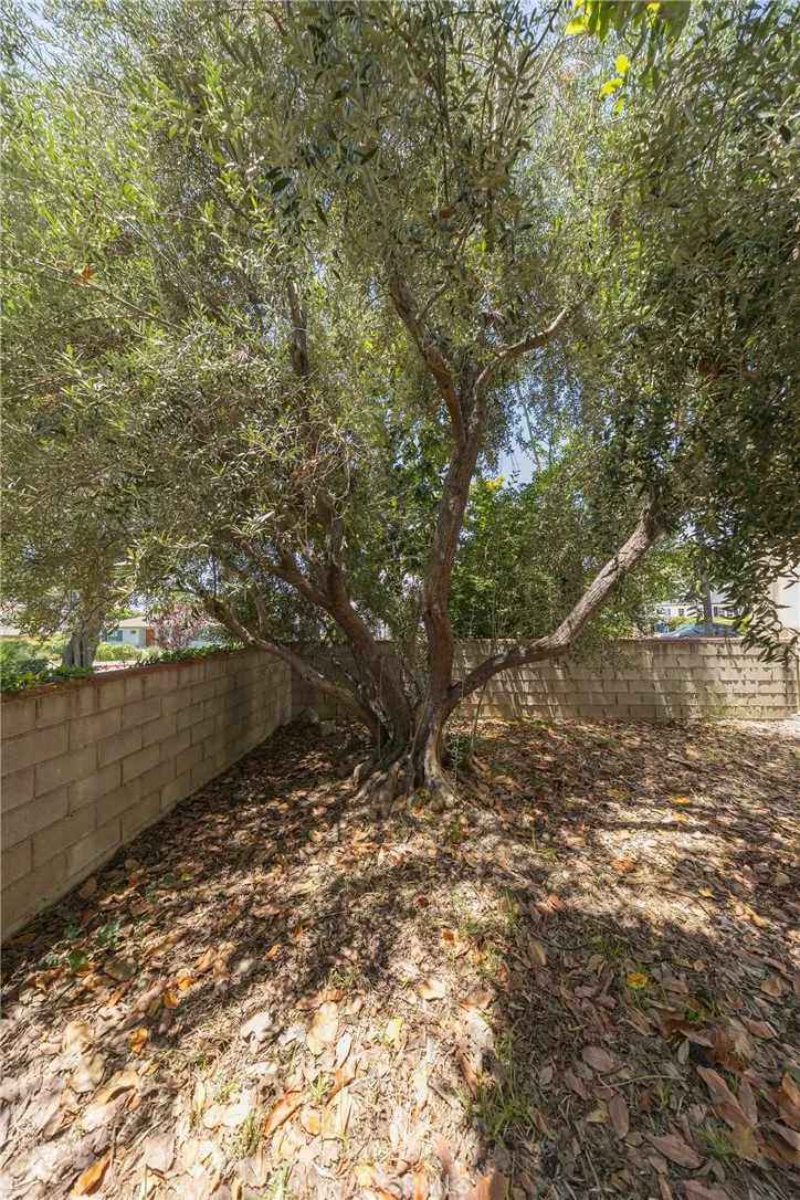 Olive Tree