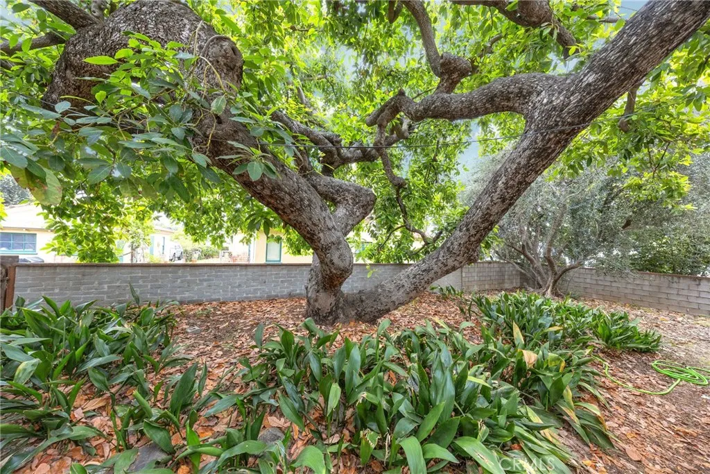 Mature Avocado Tree
