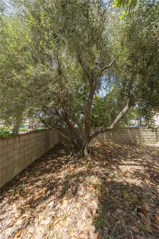 Olive Tree