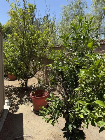 Several fruit trees in back yard!