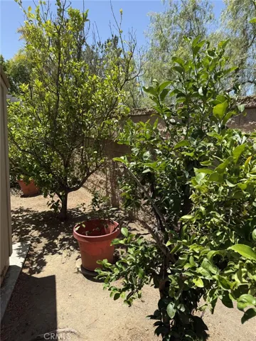 Several fruit trees in back yard!