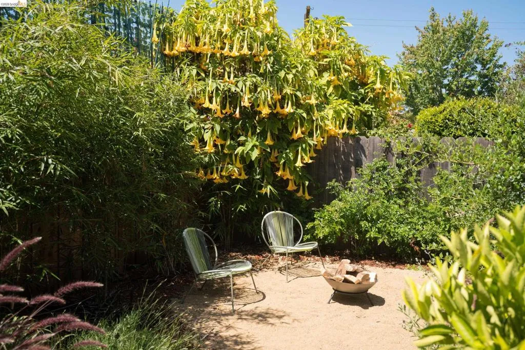 Back Garden