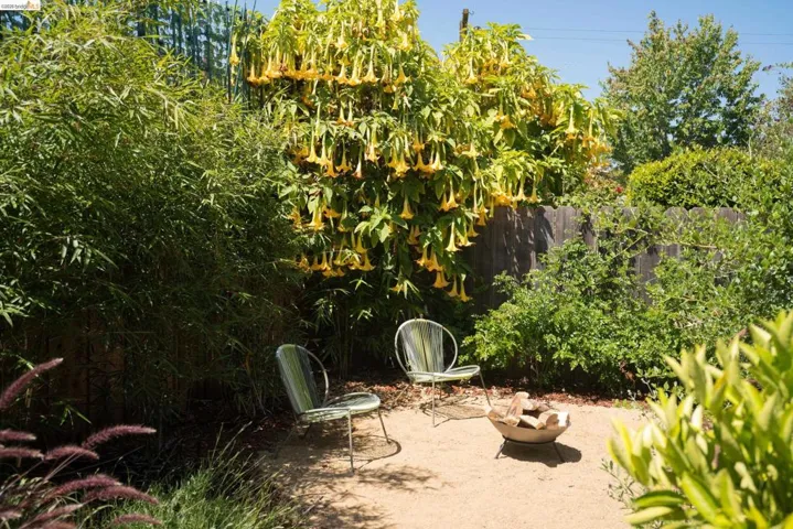 Back Garden