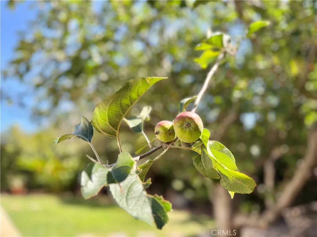 Apple tree