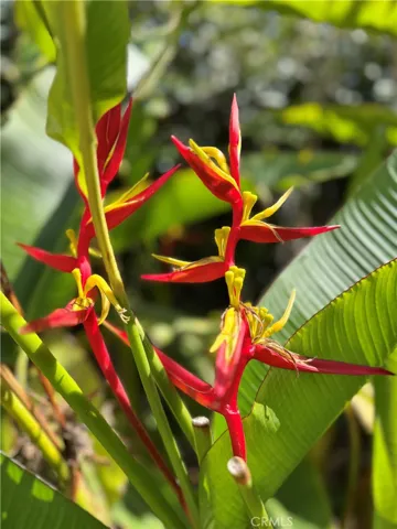 Birds of paradise