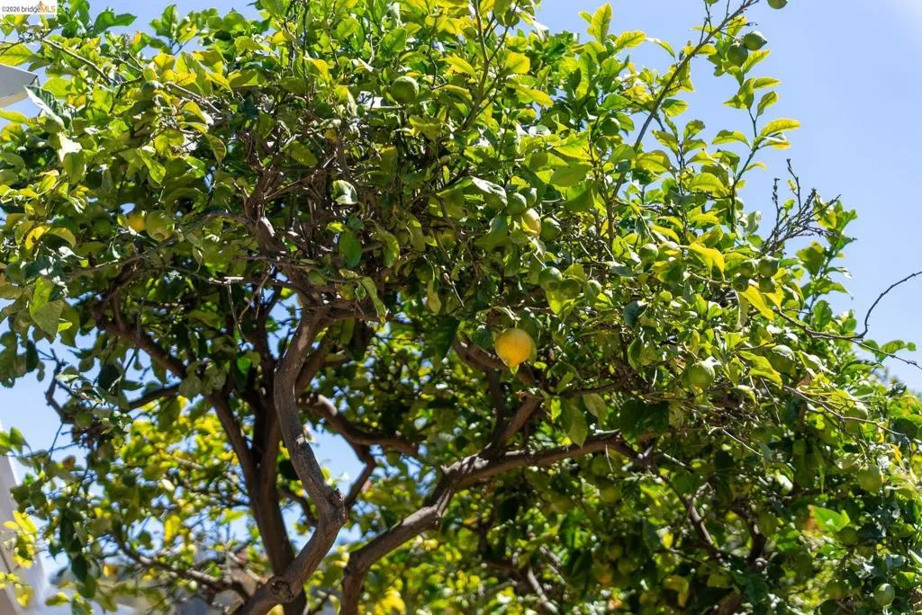 Mature citrus tree with verdant foliage and ripening fruit
