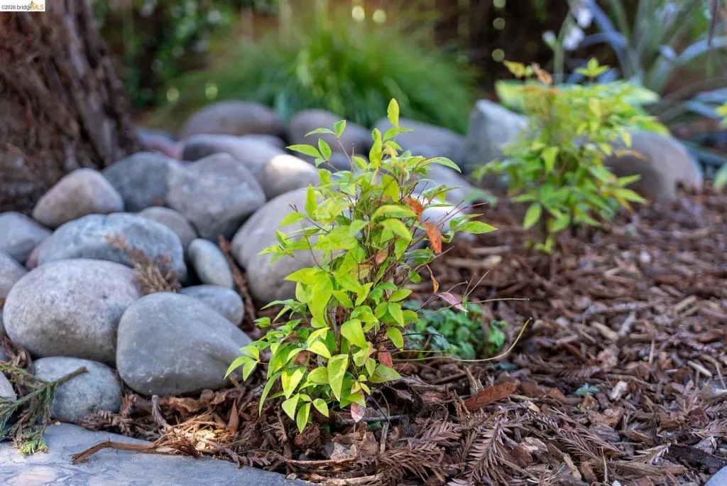 Landscaped garden bed featuring river rock accents, mature tree trunk, and young green foliage