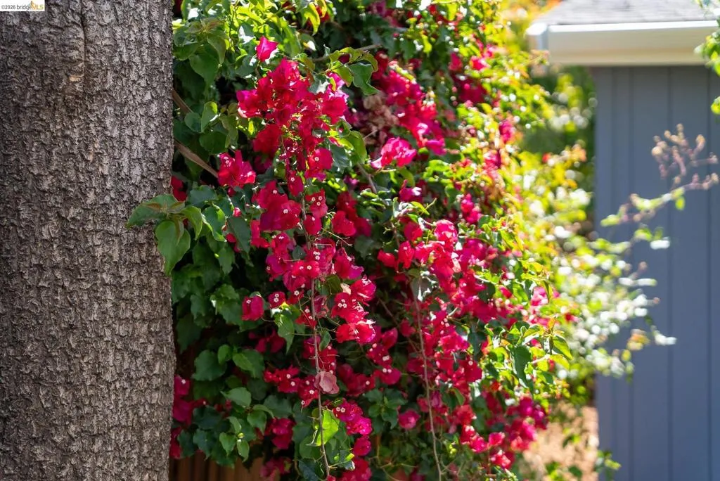 Lush bougainvillea in vibrant pink tones