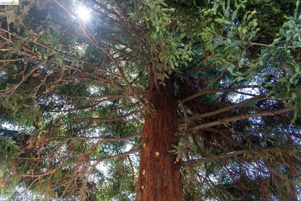 Mature tree with a robust reddish-brown trunk and extensive green foliage