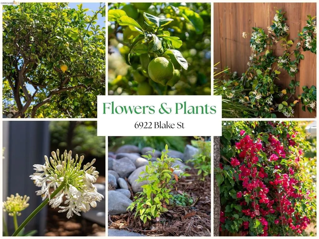 Marketing Collateral. Showcasing plant life on the property