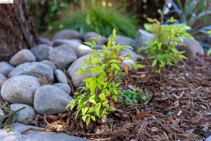 Landscaped garden bed featuring river rock accents, mature tree trunk, and young green foliage