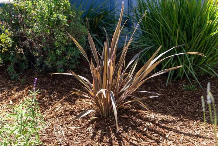 Mature plantings featuring a central flax plant with reddish-brown foliage, surrounded by green shrubs and tall grasses