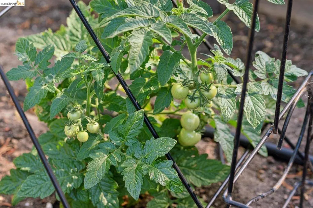 Raised garden bed featuring a thriving tomato plant with developing green fruit and a support cage