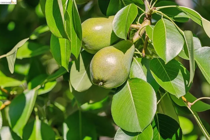 Established fruit trees featuring developing pears and vibrant green foliage