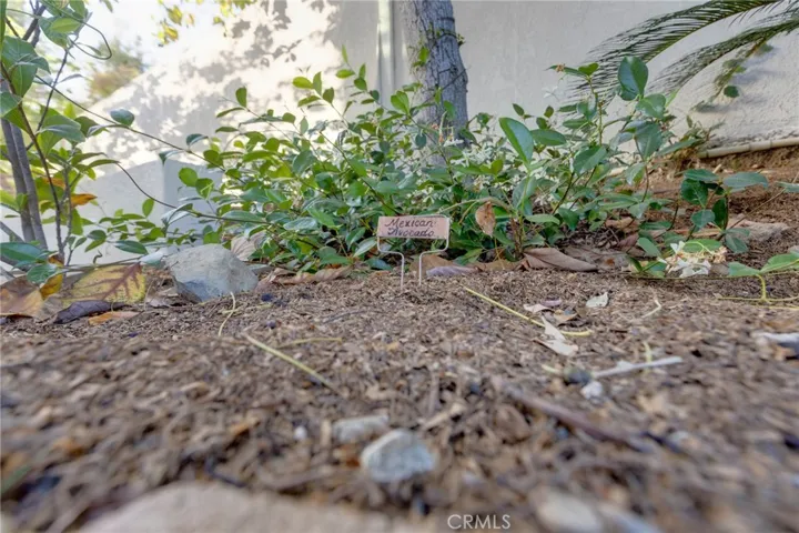 31952 Mill Stream, Trabuco Canyon, California 92679