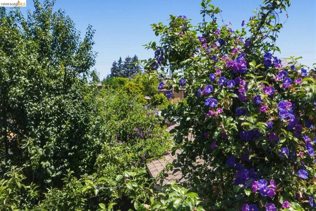 Lush landscaping featuring vibrant purple and blue flowering vines and mature green foliage