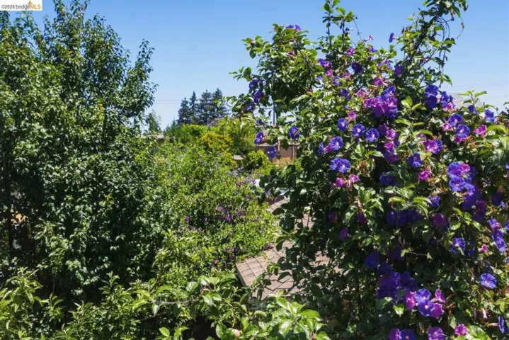 Lush landscaping featuring vibrant purple and blue flowering vines and mature green foliage