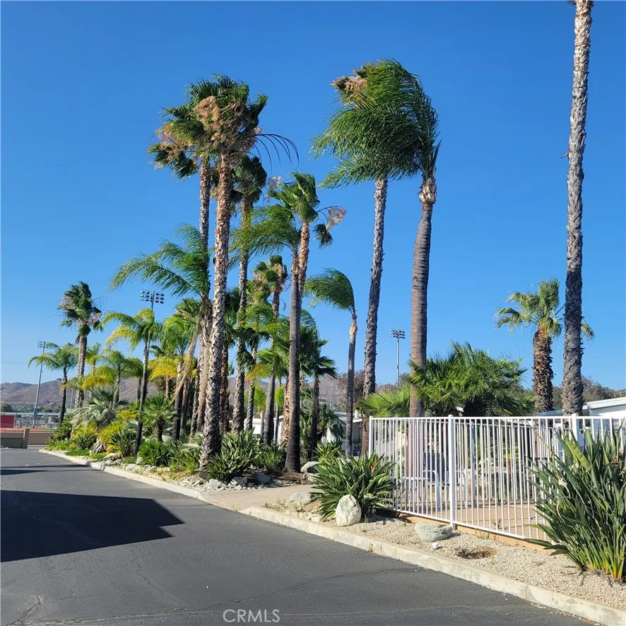Palm tree landscaping