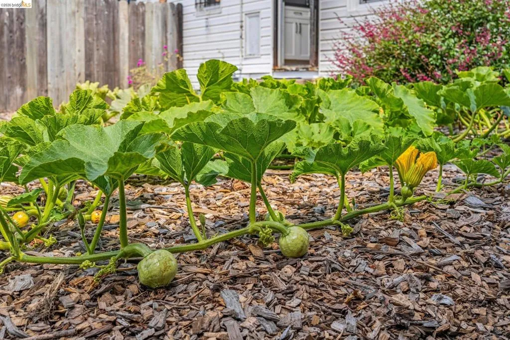 Cultivated garden bed featuring leafy green plants with developing fruit and a vibrant yellow blossom