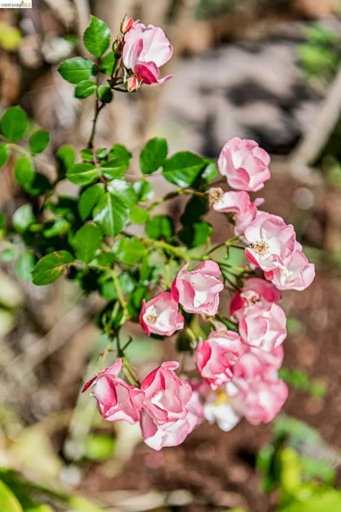 Rose bush featuring multiple pink blooms and deep green foliage