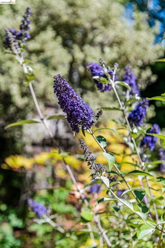 Flowering shrub with vibrant purple blooms and green foliage