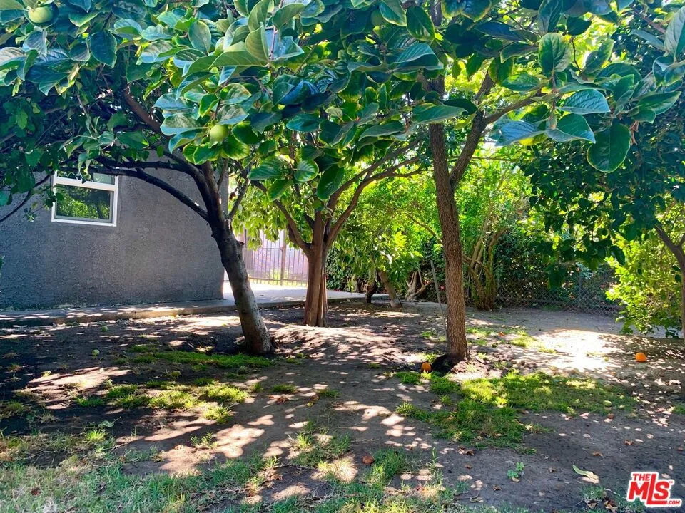 Back yard