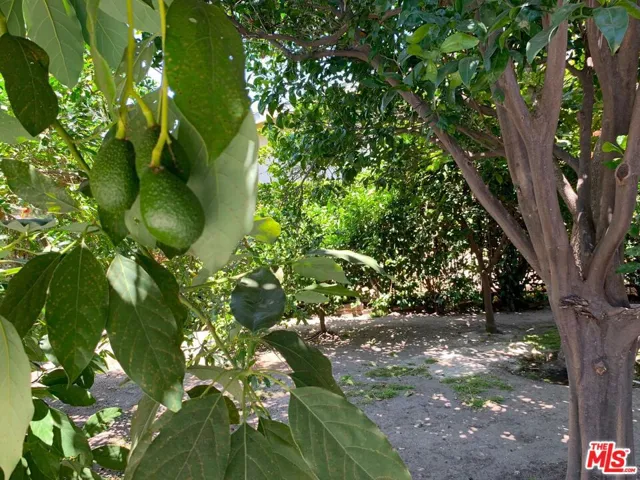 Avocado tree