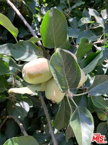 Apple Tree