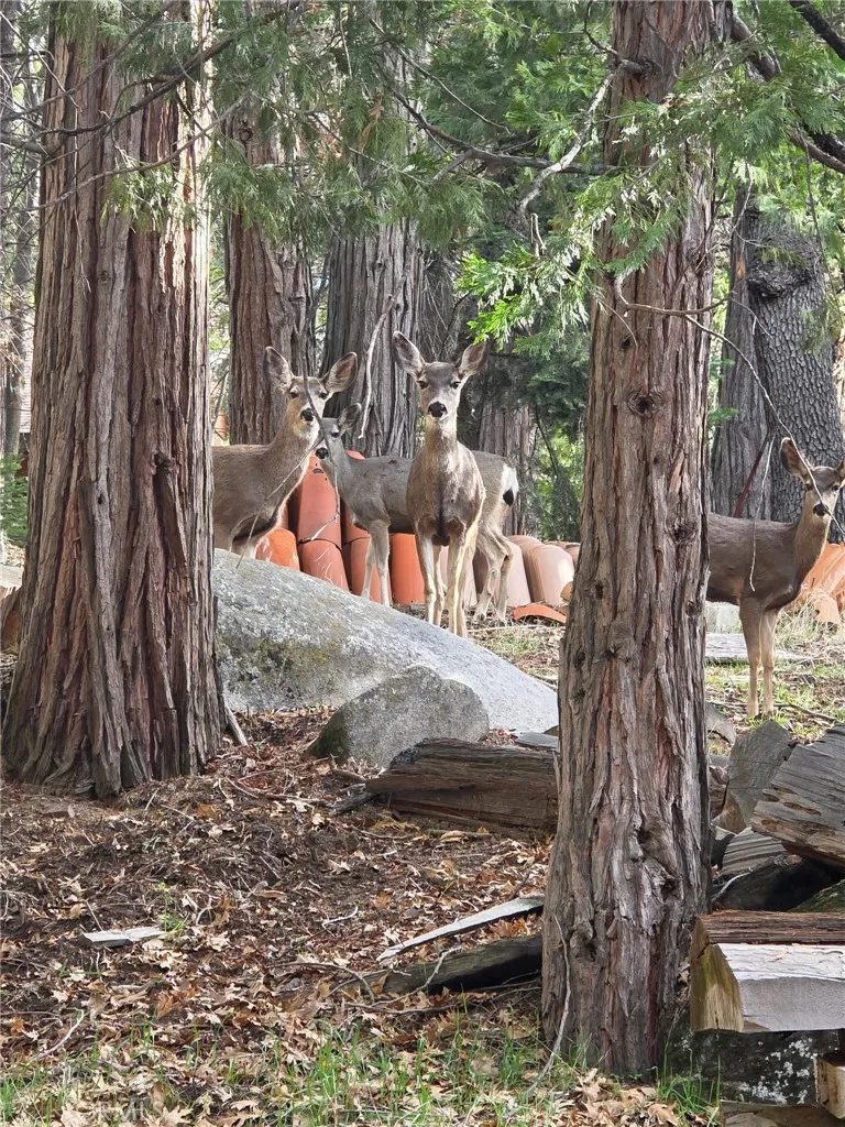 Deer family in front of cabin.  Immerse yourself in nature.
