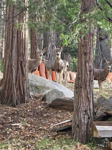 Deer family in front of cabin.  Immerse yourself in nature.