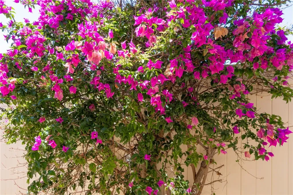 Beautiful Bougainvillaea