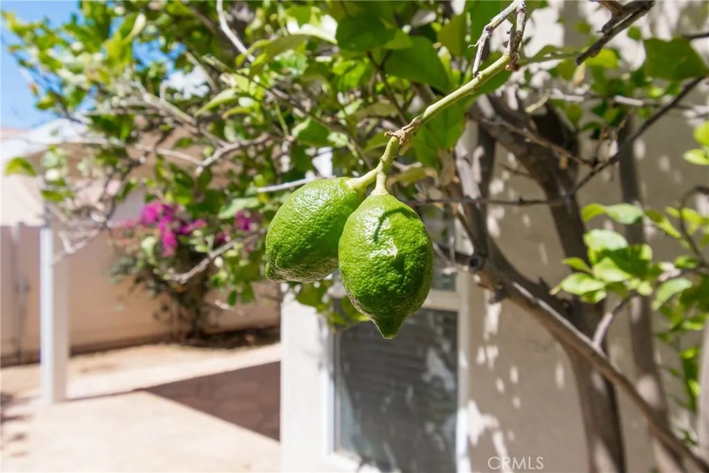 Lemon Trees