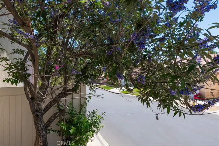 Beautiful Butterfly Bush/Tree