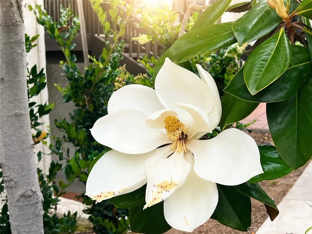 Beautiful flowers and trees.