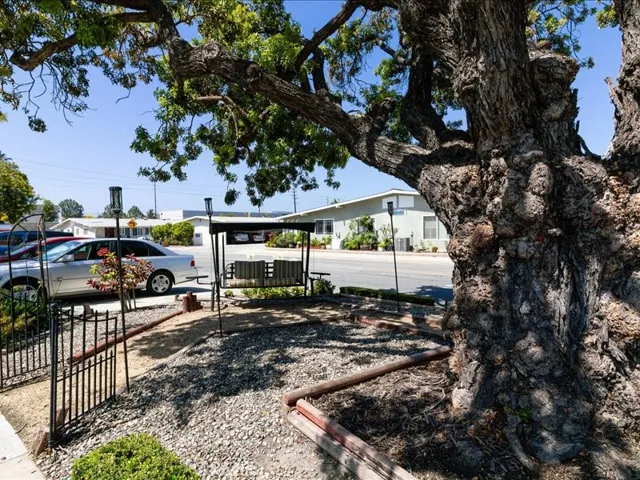 Glider swing beneath the majestic tree!