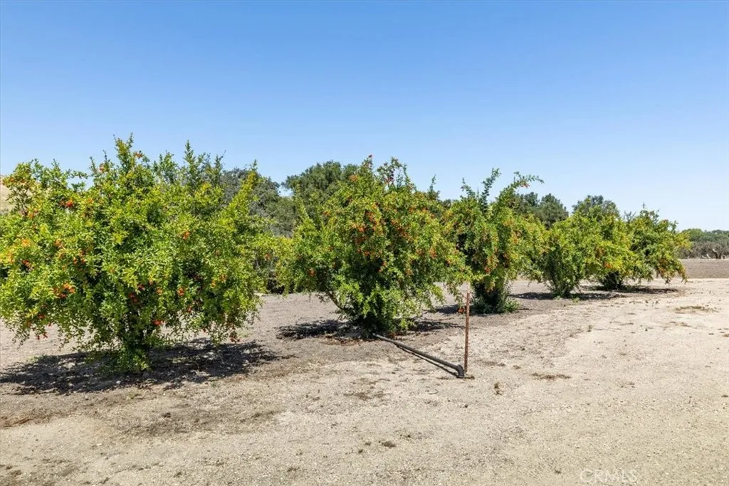 Producing Trees