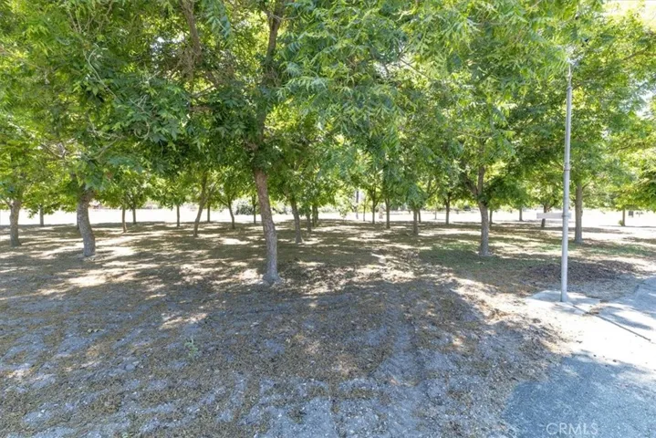 Pecan trees in front of house