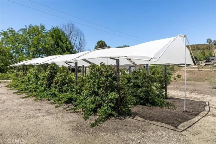 Olallieberry plants