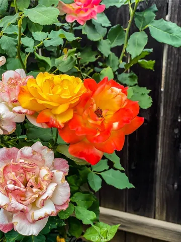 Beautiful roses along the driveway