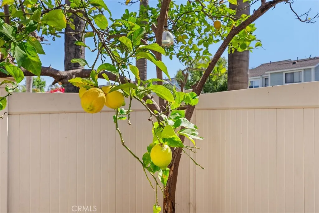 Lemon tree in the backyard/patio area.