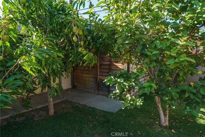 Mango Trees