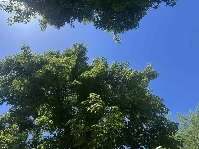 View from the hammock