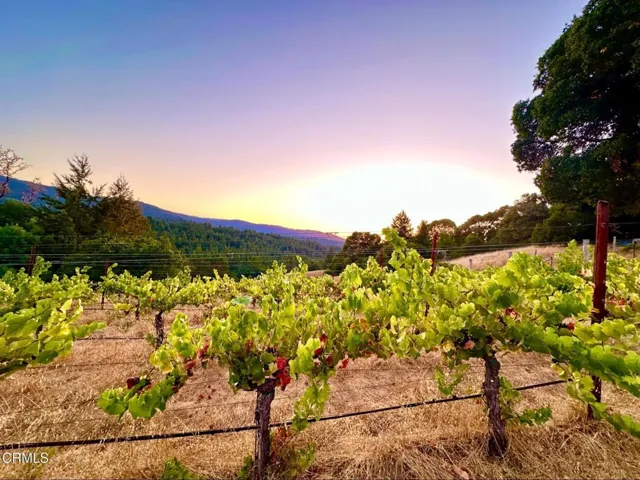 Vinyard