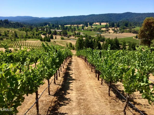 Vineyard