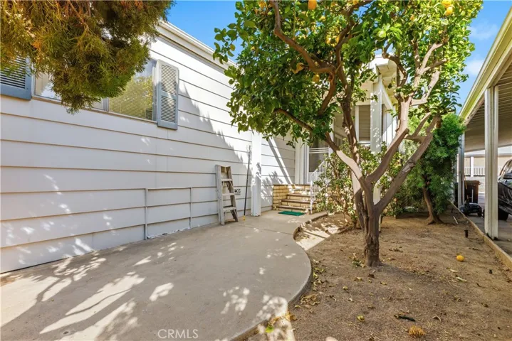 Lemon Tree
