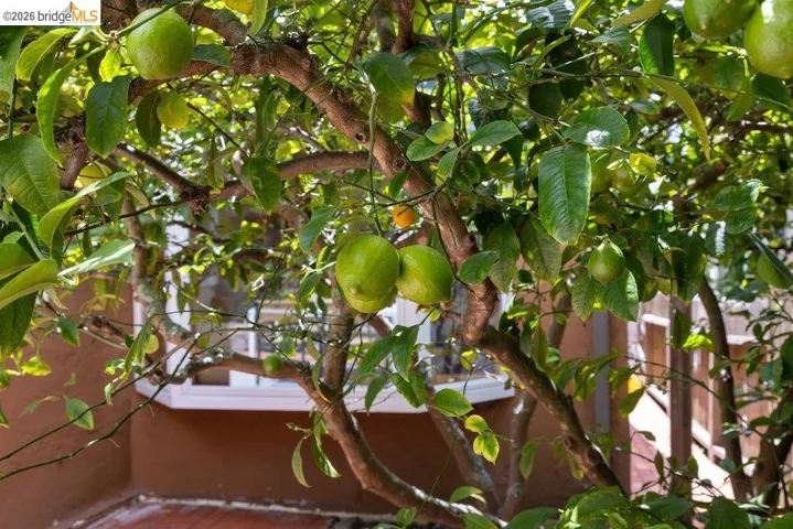 Mature citrus tree with abundant fruit